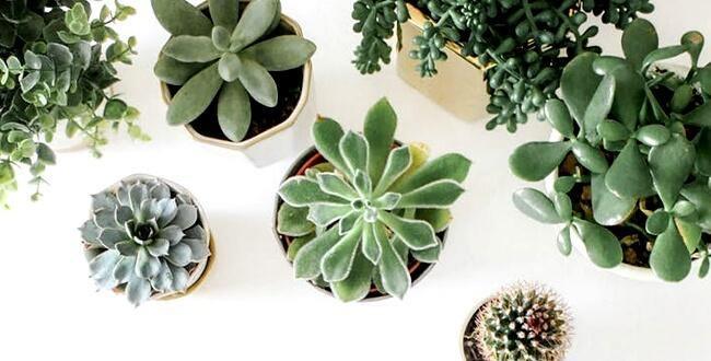 Houseplants that can improve our wellbeing as we age